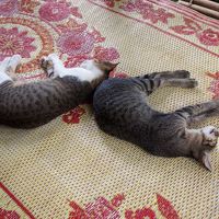 カフェでは子猫が昼寝中