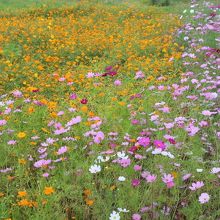 建物のそばの御花畑