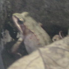 水槽内に佇むエゾアカガエルちゃん、なまらめんこい！！！