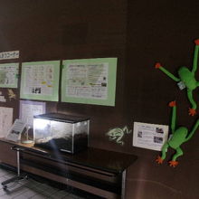 カエルコーナーの全体の様子