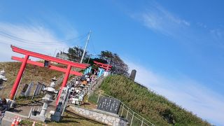 ウミネコがいっぱい