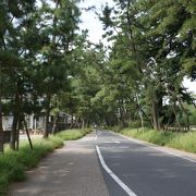 東海道でも現存する数少ない松並木の一つ