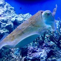 マクタン島周辺ダイビングしてるとよく見かけるコブシメ(イカ)