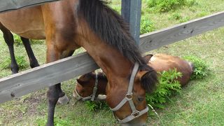 木曽馬をすぐ近くに見ることができます。