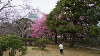 広くて散歩するのにお勧め