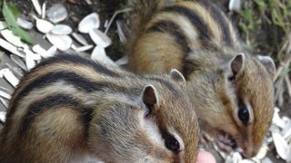 リスのいる展望台