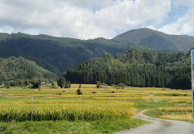 ブナのおかげで、たくさんの沢や湧水があるのが、ここの特徴です