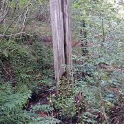 ヒバ埋没林 クチコミ アクセス 営業時間 下北半島 フォートラベル ヒバ埋没林 クチコミ アクセス 営業時間 下北半島 フォートラベル