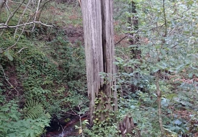ヒバ埋没林 クチコミ アクセス 営業時間 下北半島 フォートラベル ヒバ埋没林 クチコミ アクセス 営業時間 下北半島 フォートラベル