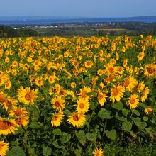パークゴルフ場からの景色