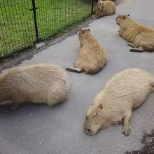 カピバラの警戒心の無さに、癒されました〜