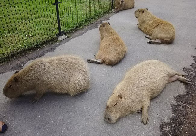 カピバラの警戒心の無さに、癒されました〜