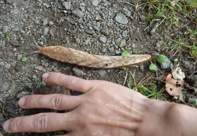 ブナの森が美しいカヤの平