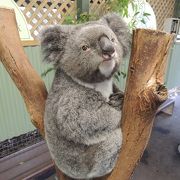 入園料のみ！コアラの写真撮り放題～大人でも楽しめる動物園！