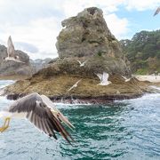 沢山のウミネコに囲まれながら陸からでは見れない景色を見ることができます