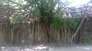 樹木の生命力に驚き