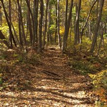 登山道は歩きやすく森は美しい