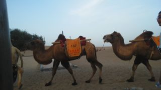 安心して観光できます