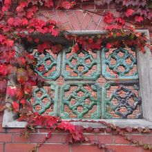 蔦が紅葉してきれいです