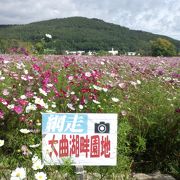 ひまわり以外に、コスモスもきれい