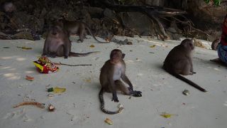 野生の猿がうようよ