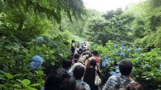 あじさいシーズンはめちゃ混みです