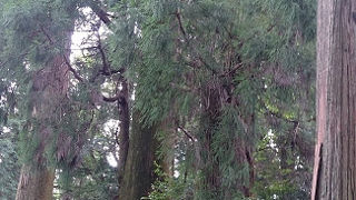 ２本のようだけど良くると１つ