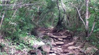 犬も登る人気のコース。