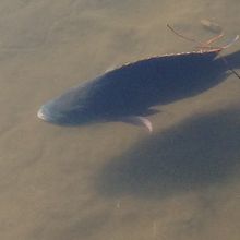 熱帯魚です。　　絶対そう。