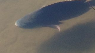 熱帯魚　いる！！