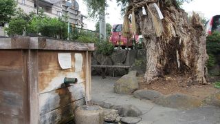 柳の幹が大変なことに・・・