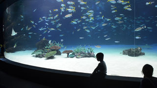 アシカのアクアリング