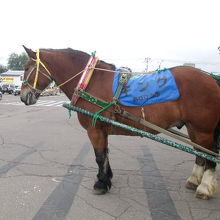 2015年のご活躍、元ばんえい競走馬のキングちゃん