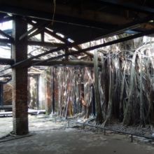 ガジュマルに覆われた古家