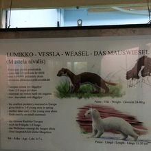 実物は実際に見てね