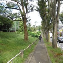 公園を囲むケヤキ並木