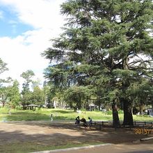 自由広場のヒマラヤスギ