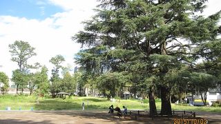 公園の周りには、マンションや住宅、商店がびっしりですが、ここは緑ゆたかな別天地です