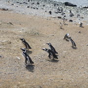 たくさんのペンギンの親子を間近に見られます
