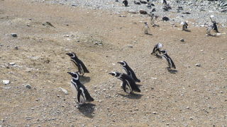 たくさんのペンギンの親子を間近に見られます