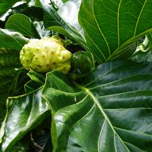 パンのみです。