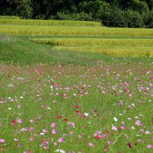 平成27年10月3日に野尻地区で撮影。まだちらほらです。
