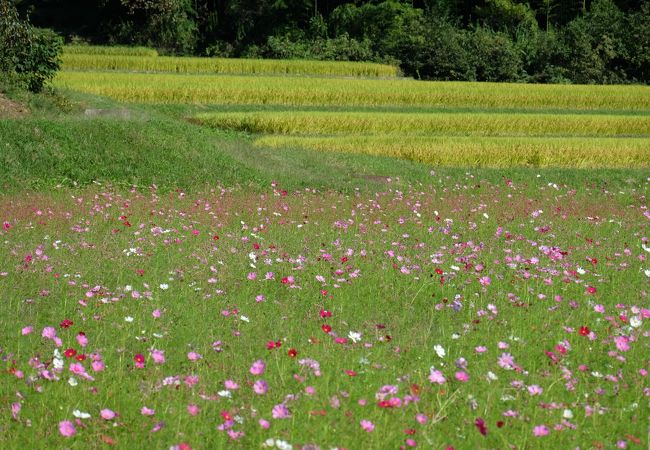 のどかな風景に広がるコスモス畑