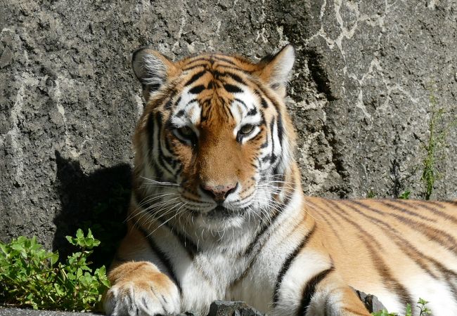 豊橋総合動植物公園(のんほいパーク) クチコミ・アクセス・周辺情報