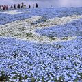 いちめんのネモフィラ！
