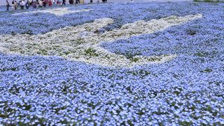 いちめんのネモフィラ！
