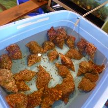 いけすもたっぷり。