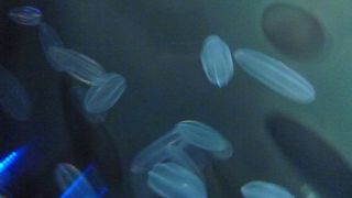 えさやりが豪快。