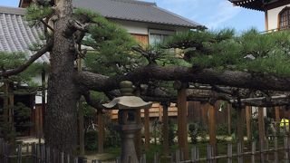 木が歴史を感じさせます