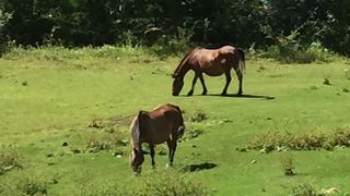木曽馬がのんびりと